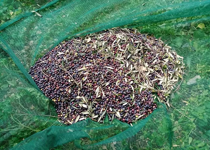 Apartamento Agrisport Ca Di Cuni Roncagli